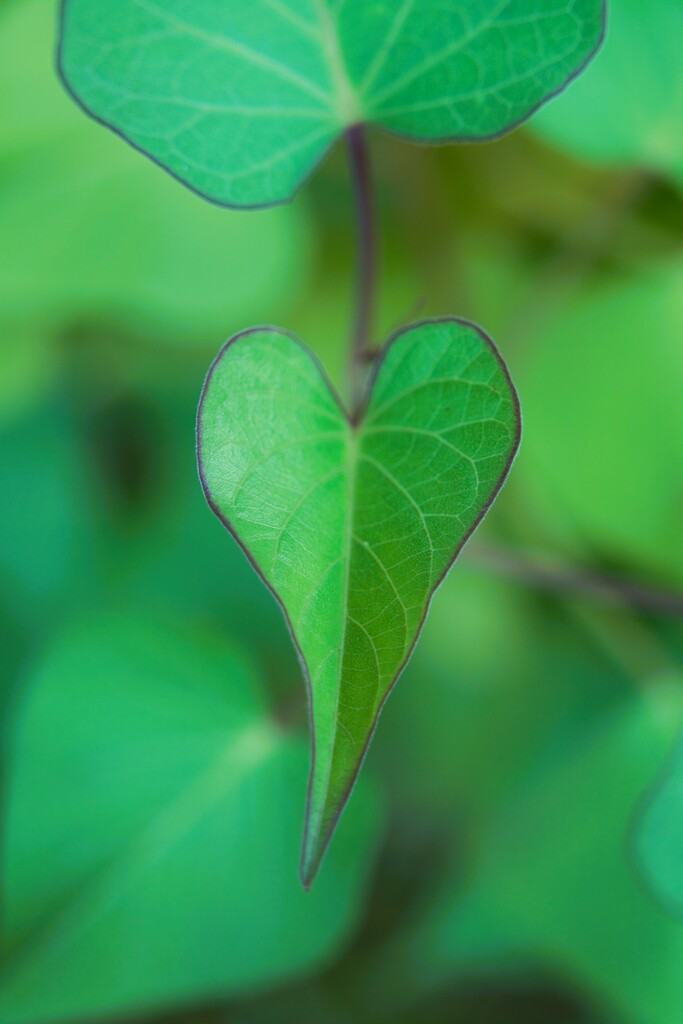 Plant Love by photohoot