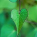 Plant Love by photohoot