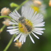 Bee on Dandelion by sfeldphotos