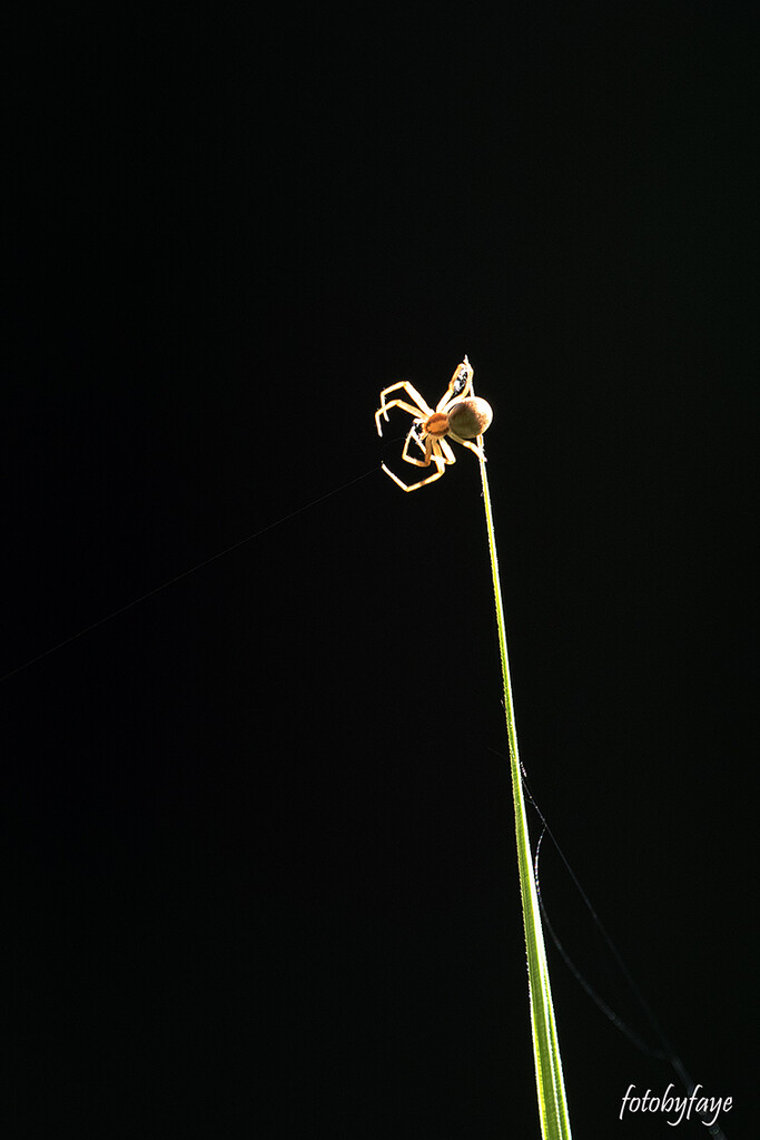 The incy wincy spider by fayefaye