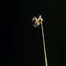 The incy wincy spider by fayefaye