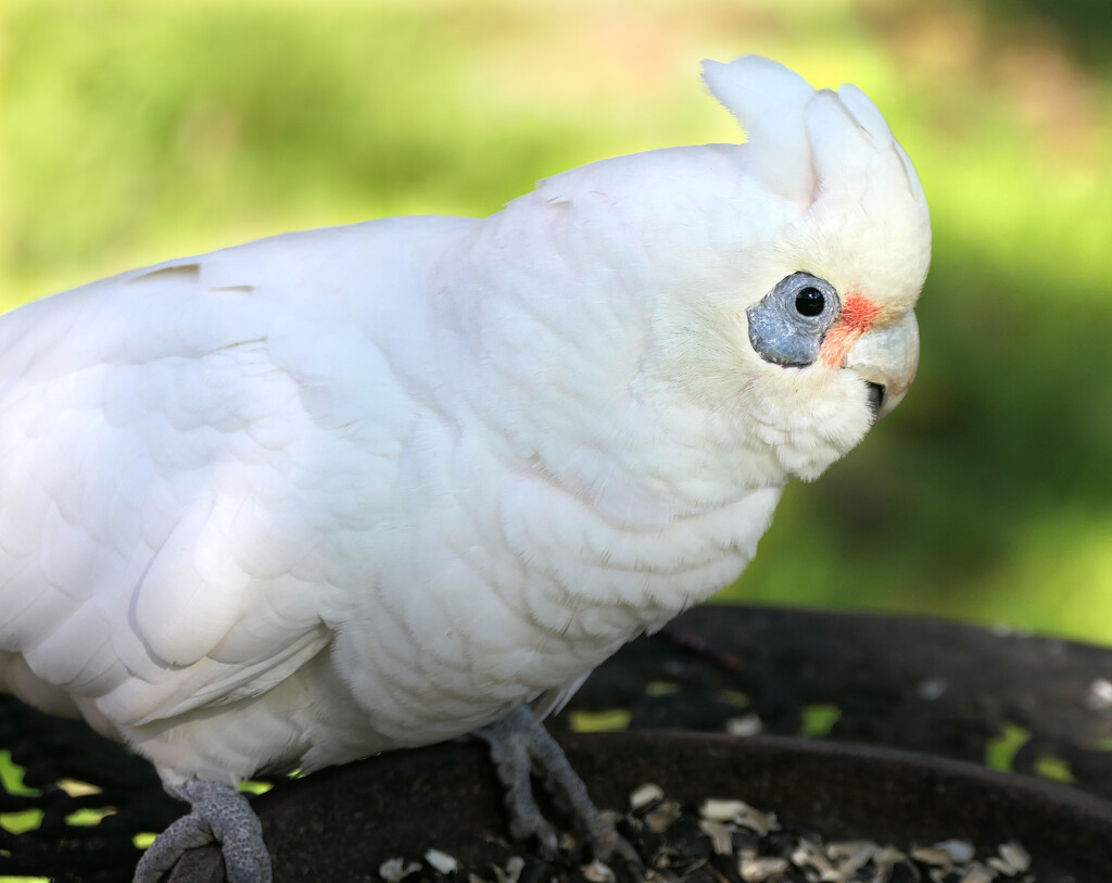 Little Corella by onewing