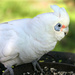 Little Corella by onewing