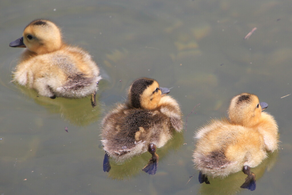 Ducklings by pirish