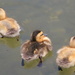 Ducklings by pirish