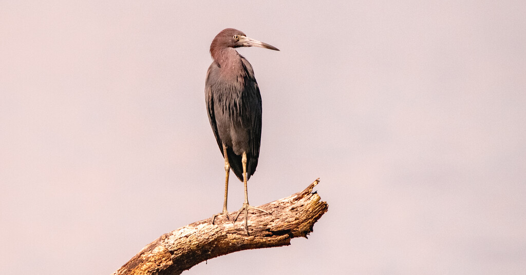 Little Blue Heron! by rickster549