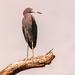 Little Blue Heron! by rickster549