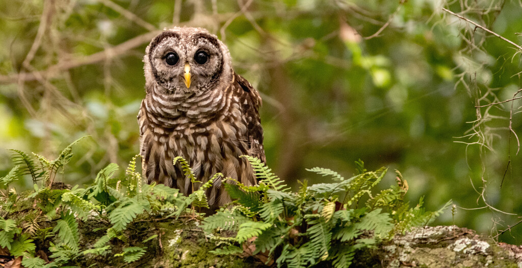 Another Baby Barred Owl! by rickster549