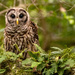 Another Baby Barred Owl! by rickster549