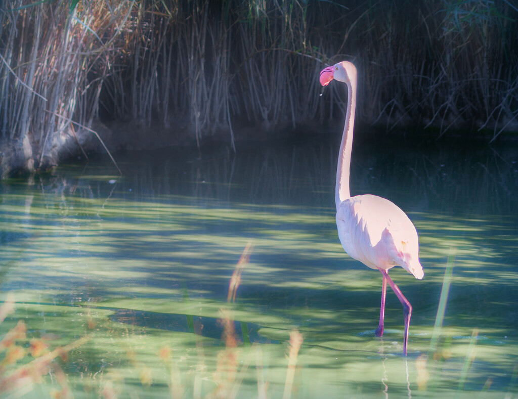 Happy Flamingo Friday  by ludwigsdiana