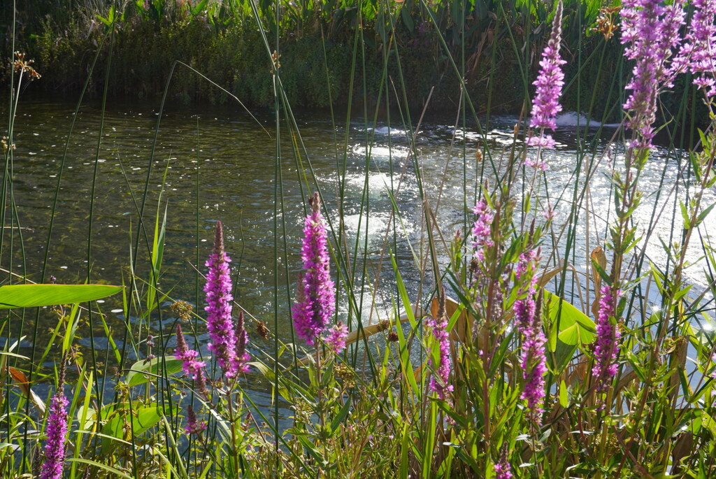 Breathing in nature… by beverley365