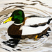 Mallard (painting) by stuart46