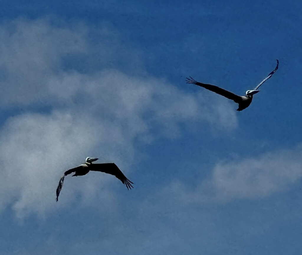 Graceful pelicans  by congaree