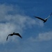 Graceful pelicans  by congaree