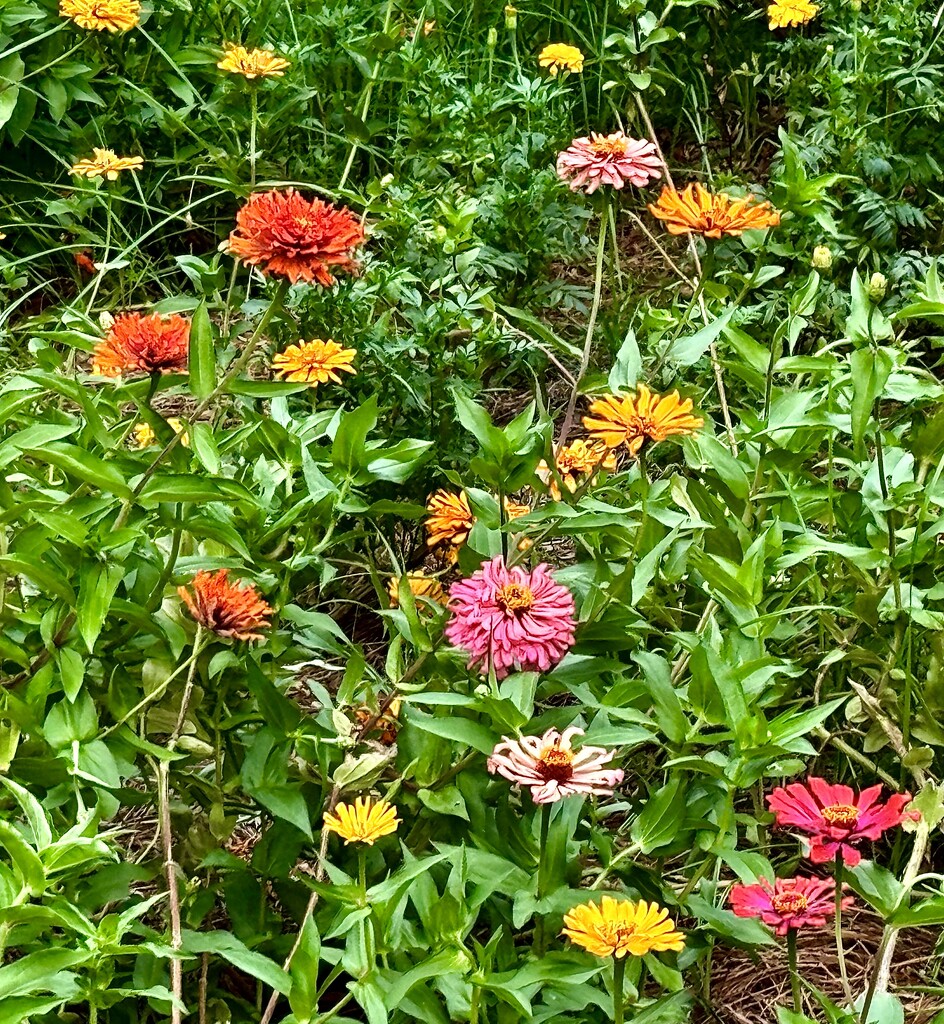 Zinnias are in full summer bloom by congaree