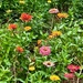 Zinnias are in full summer bloom by congaree