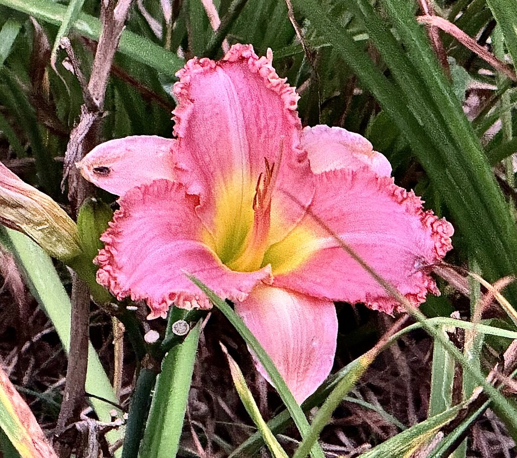 Day lily by congaree