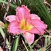 Day lily by congaree