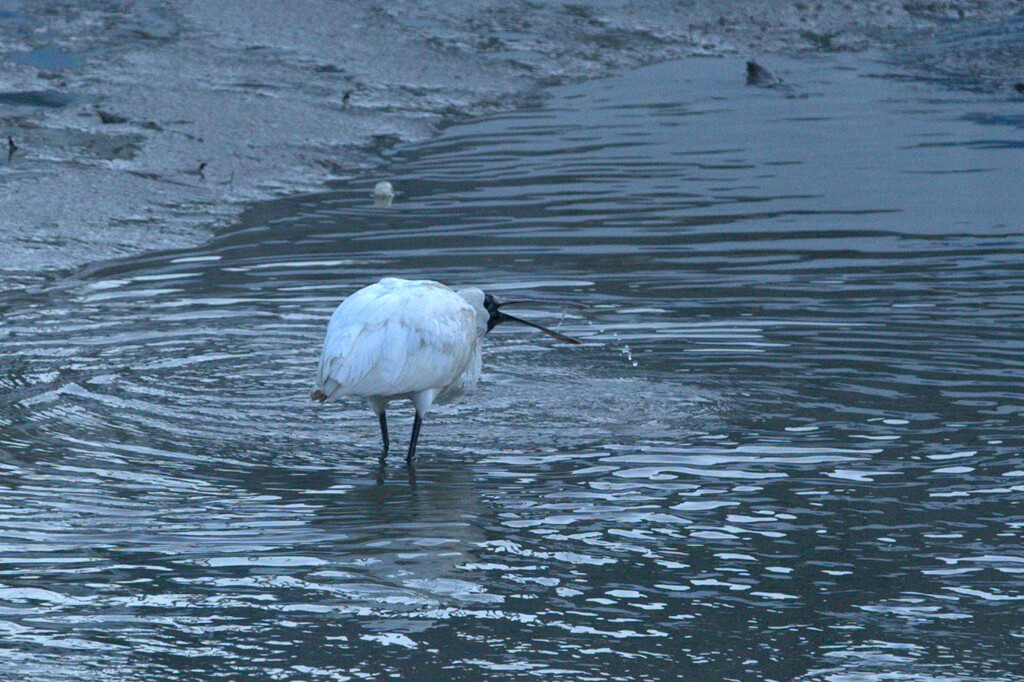 Spoonbill by dide