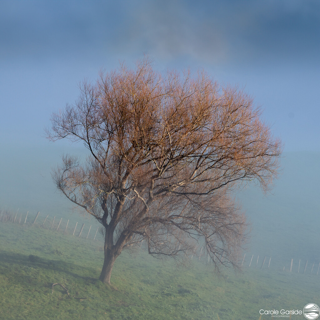 Another. Tree in fog landscape-69 by yorkshirekiwi