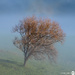 Another. Tree in fog landscape-69 by yorkshirekiwi