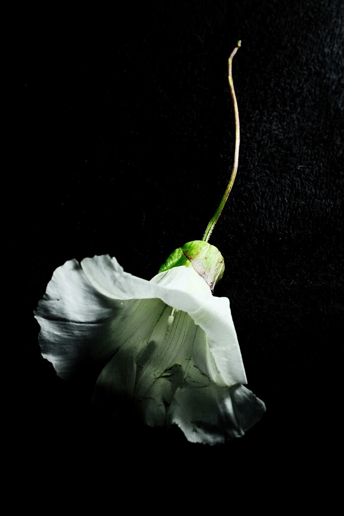 Large Bindweed (Convolvulous) by allsop