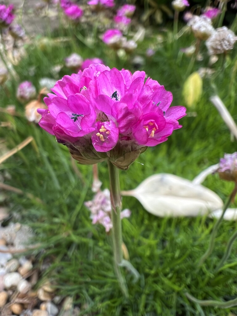 Sea Thrift by mattjcuk