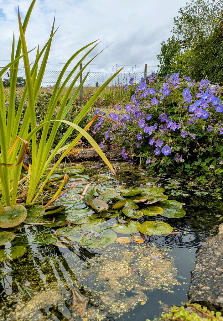 Garden pond  by boxplayer