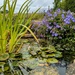 Garden pond  by boxplayer