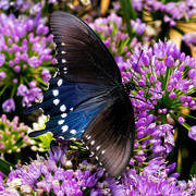 12th Jul 2024 - Wings of Shiny Blue & Black