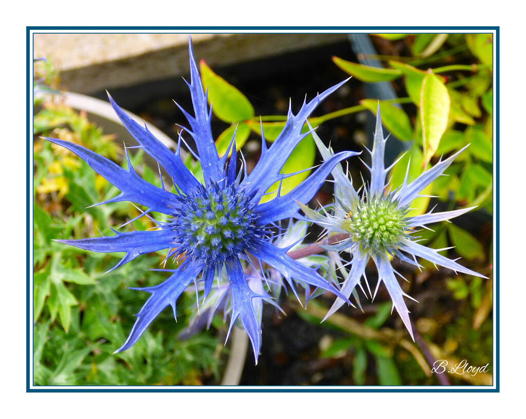 Sea Holly by beryl