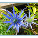 Sea Holly by beryl