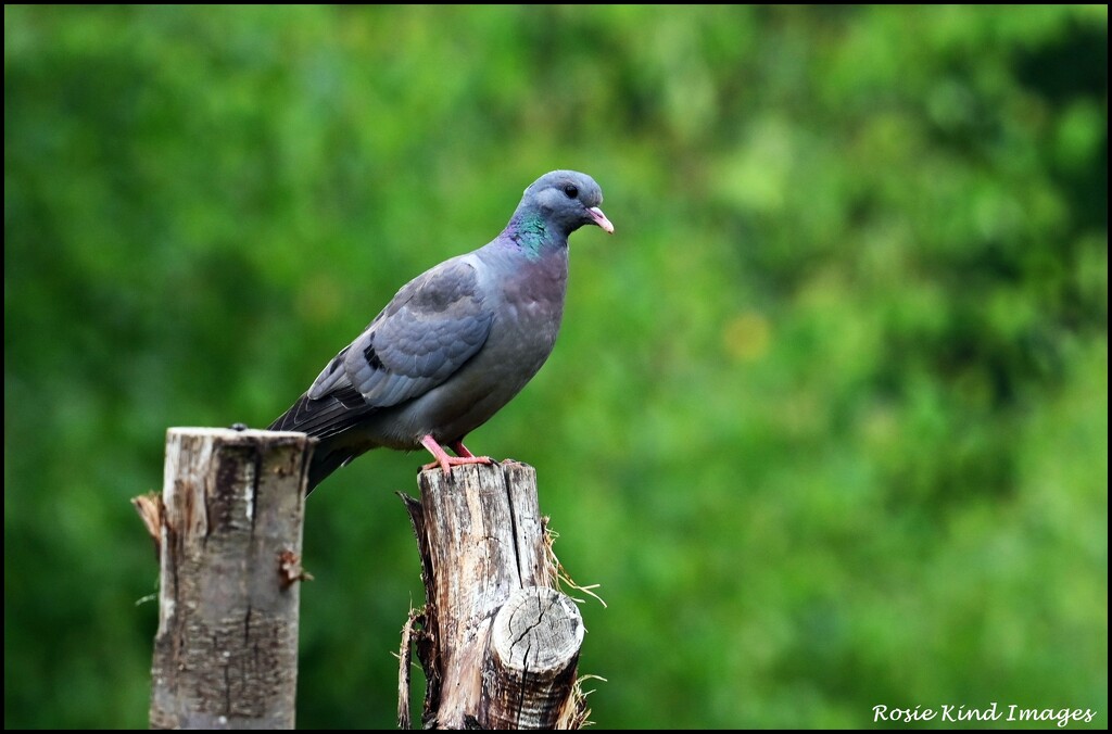 Stock dove by rosiekind