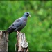 Stock dove by rosiekind