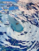 24th Jun 2024 - Seagull taken from below fountain pool. 