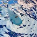 Seagull taken from below fountain pool.  by johnfalconer