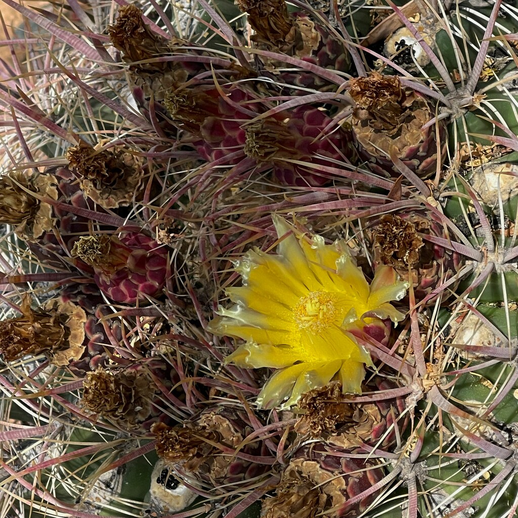 7 11 Barrel Cactus flower by sandlily