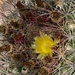 7 11 Barrel Cactus flower by sandlily