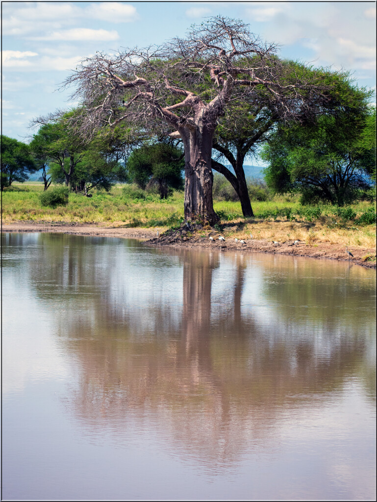 Baobab tree by 365projectorgchristine