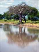 12th Jul 2024 - Baobab tree