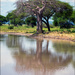 Baobab tree by 365projectorgchristine