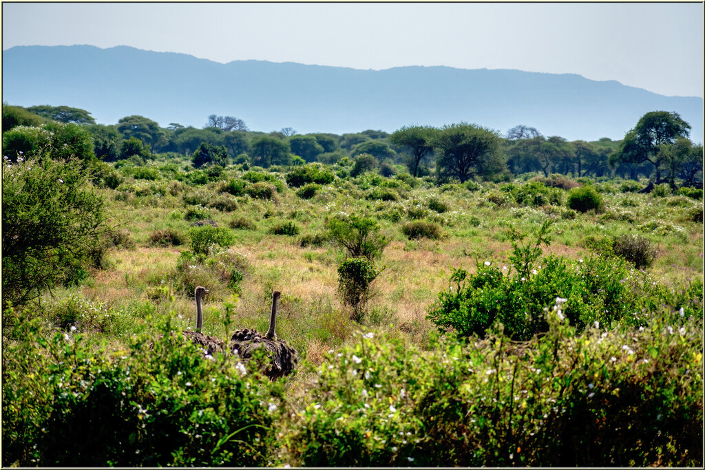 Tarangire and its beauty by 365projectorgchristine