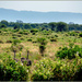 Tarangire and its beauty by 365projectorgchristine