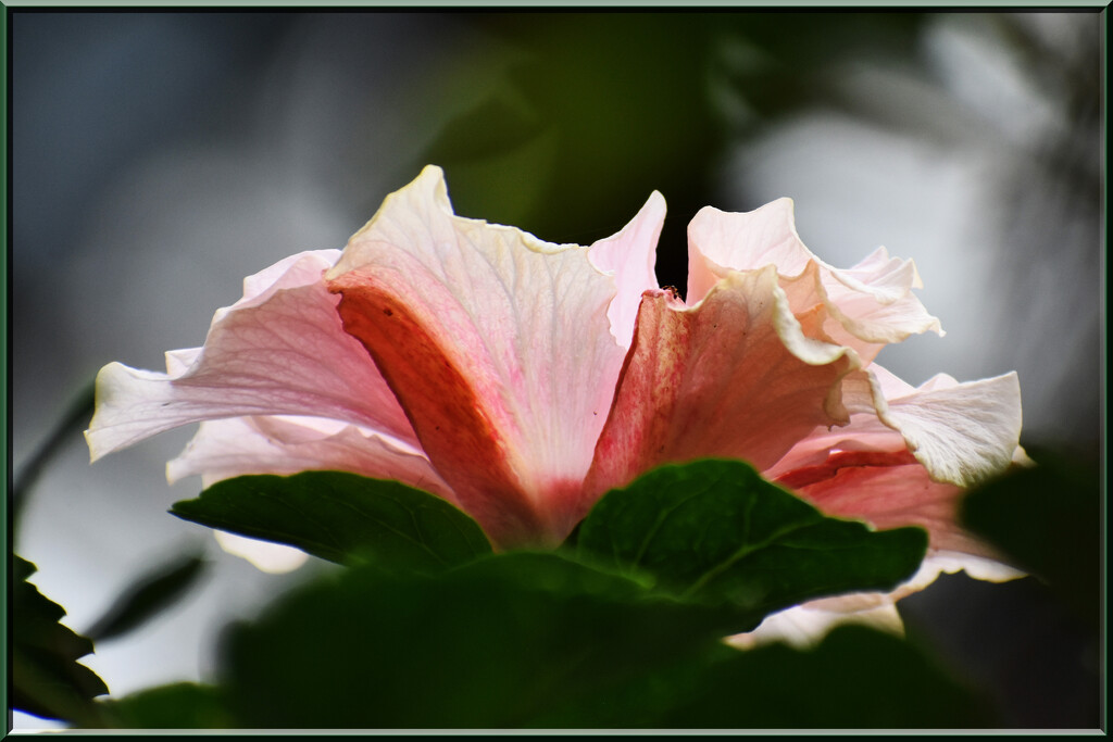 A flower of beauty at our camp by 365projectorgchristine