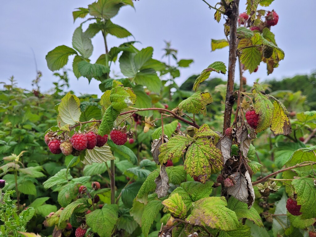 Brambles by clearday