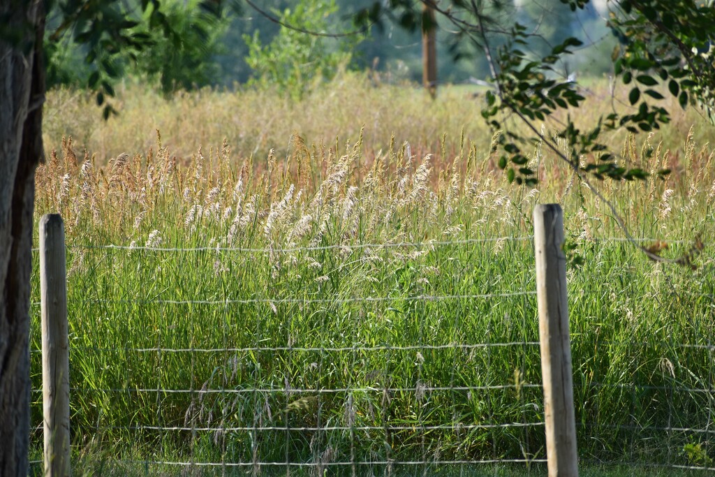 Grasses Beyond Our Back Fence... by bjywamer