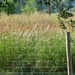 Grasses Beyond Our Back Fence... by bjywamer