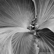 11th Jul 2024 - Radiating Staghorn Fern