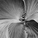 Radiating Staghorn Fern by falcon11