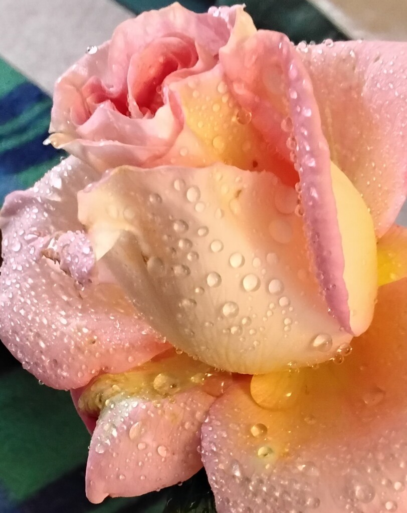 A peach rose with water droplets. by grace55